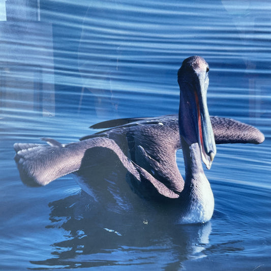 Malibu Pelican Photograph by Wende Wagner Signed Framed and Matted