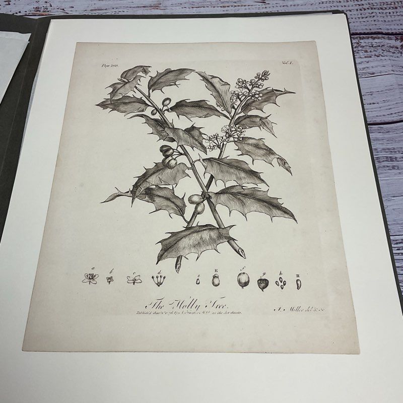 Vintage 1973 John Miller Yuletide Botanical Lithograph Reprint Set