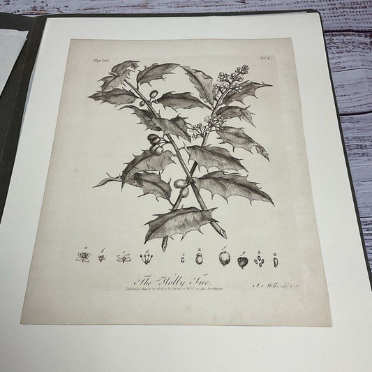 Vintage 1973 John Miller Yuletide Botanical Lithograph Reprint Set