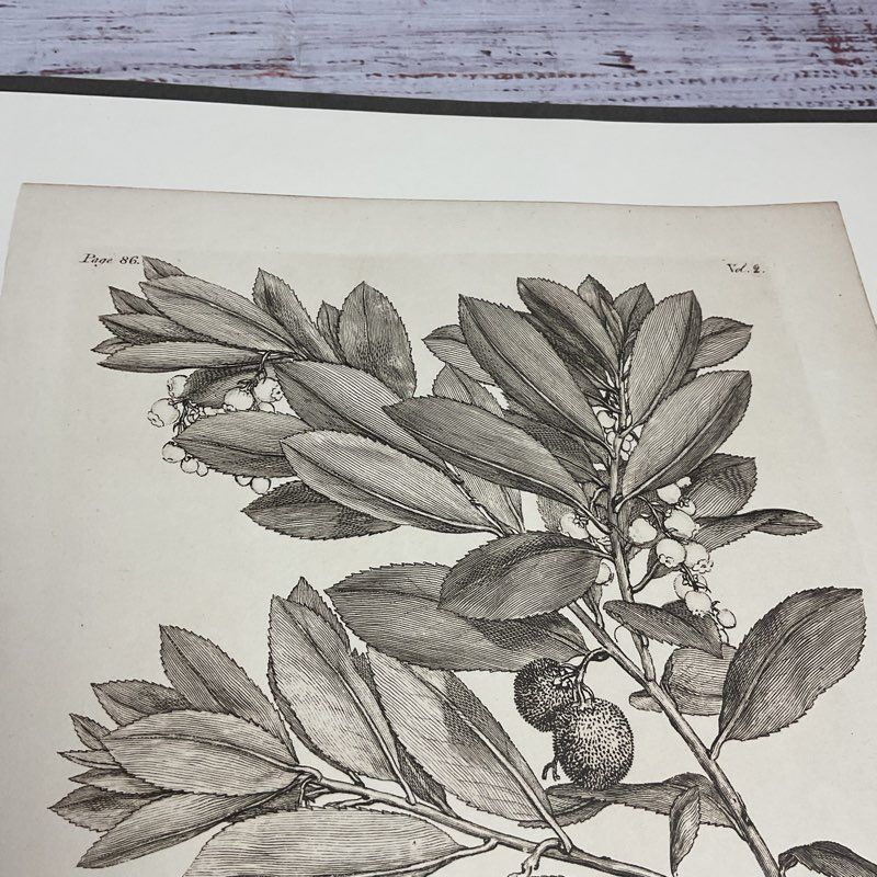 Vintage 1973 John Miller Yuletide Botanical Lithograph Reprint Set