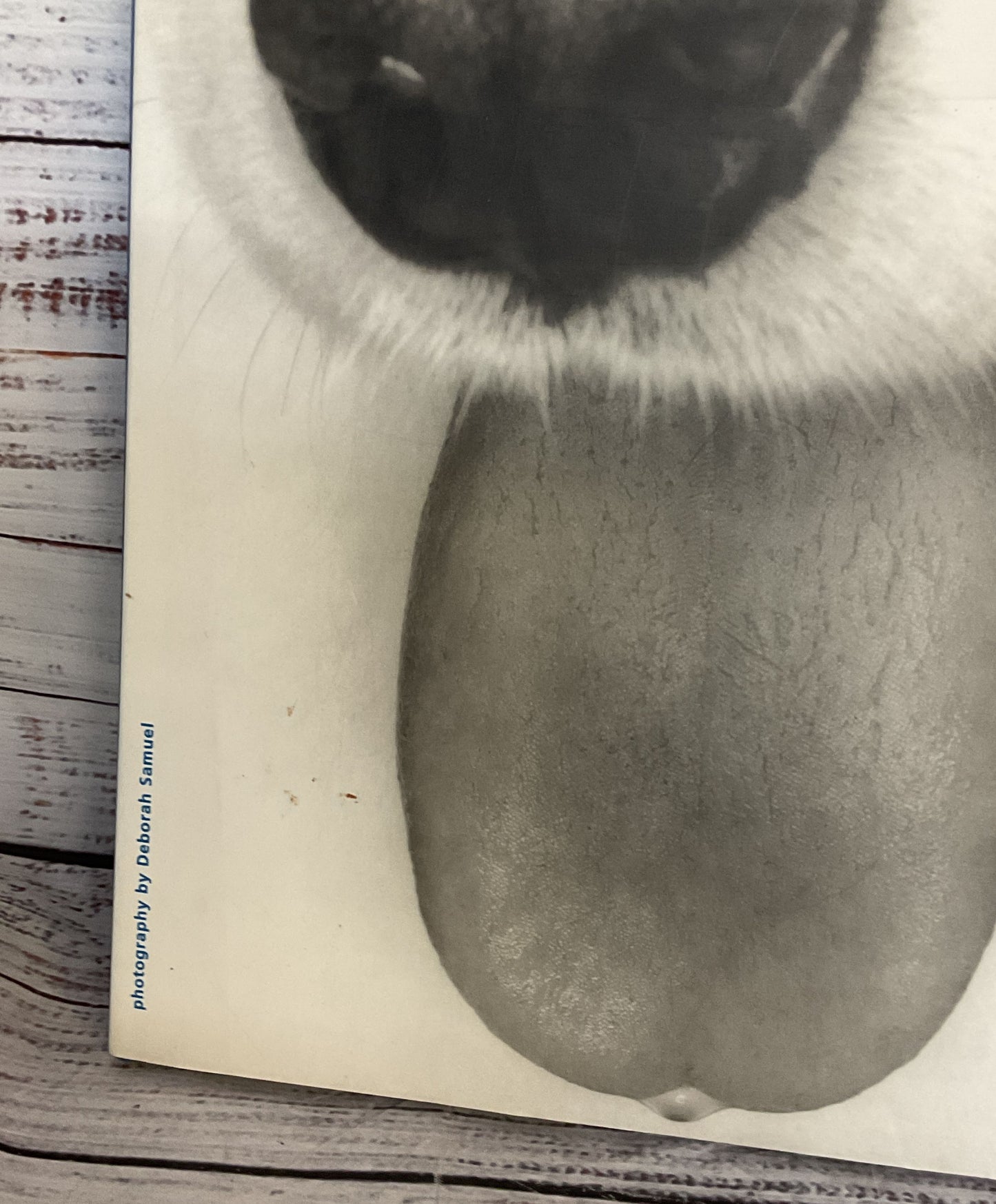 Dog Photography Book by Deborah Samuel