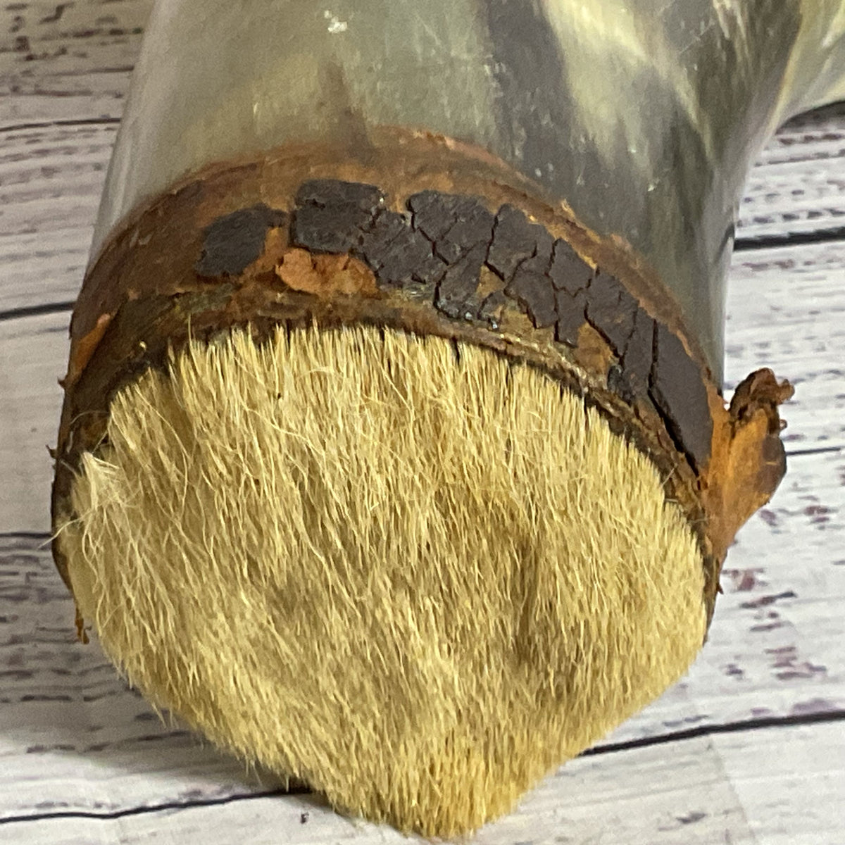 VTG./ANTIQUE Powder Horn 17"- MISSING STRAP