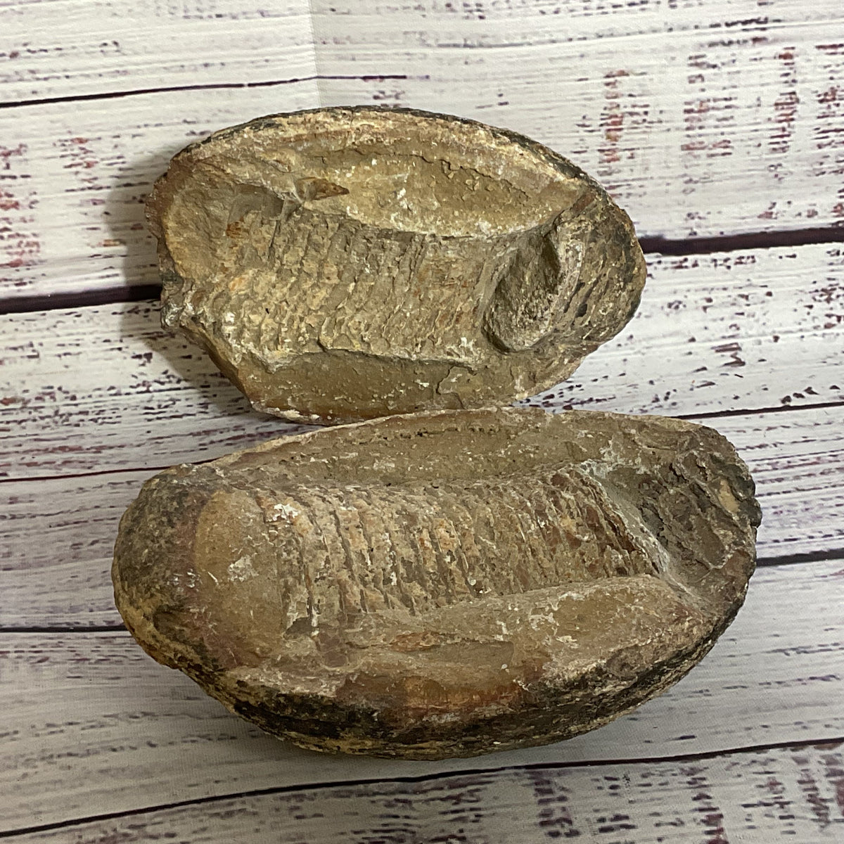 VTG./ANTIQUE Trilobite Fossil Rock- 3.5" x 5"