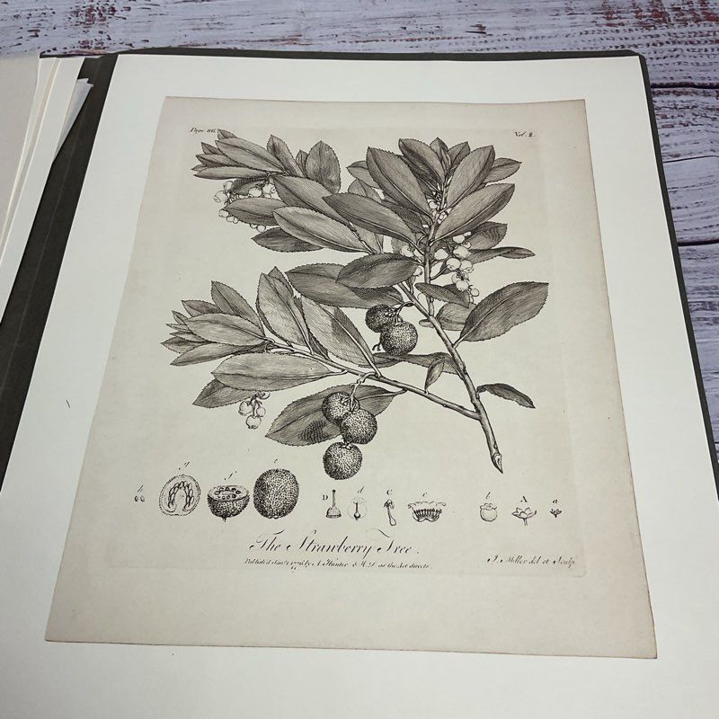 Vintage 1973 John Miller Yuletide Botanical Lithograph Reprint Set