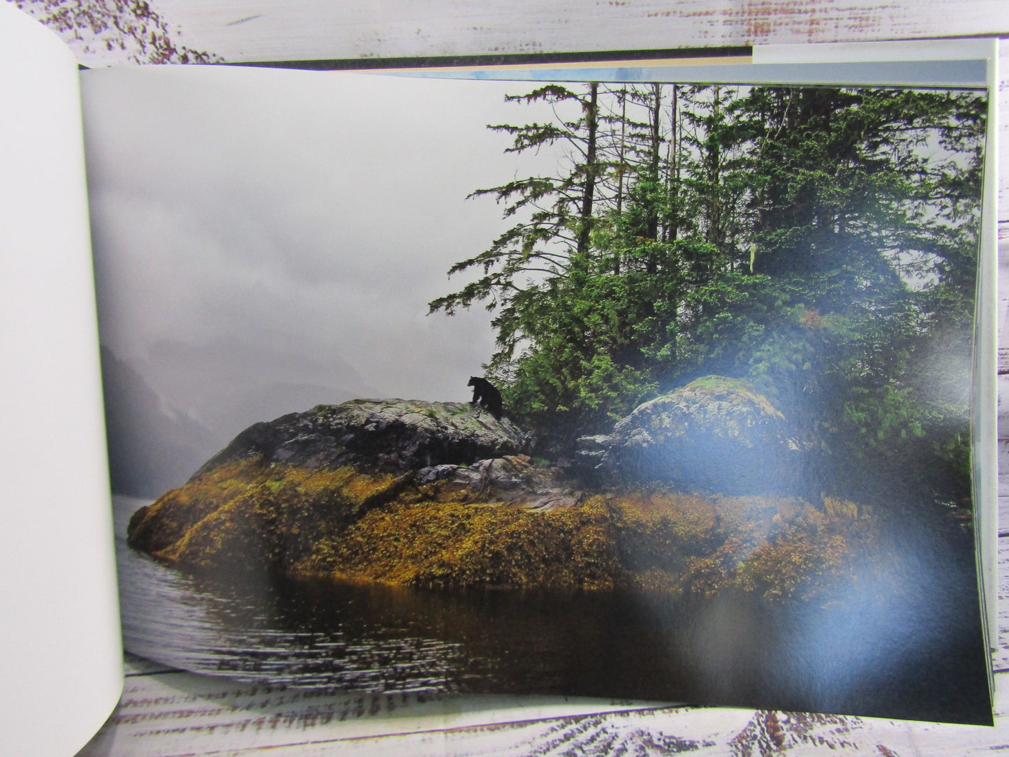 The Last Great Wild Places 40 Years of Wildlife Photography Thomas D. Mangelsen