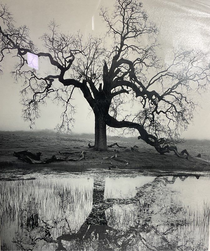 Lonely Tree Framed Print Signed by Edward Holland
