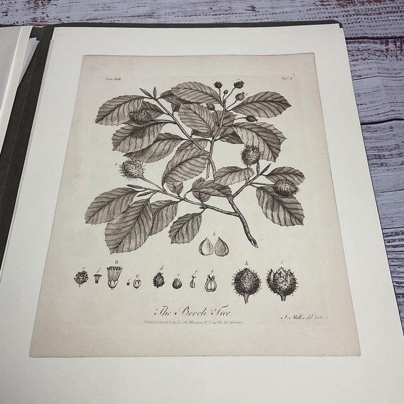 Vintage 1973 John Miller Yuletide Botanical Lithograph Reprint Set