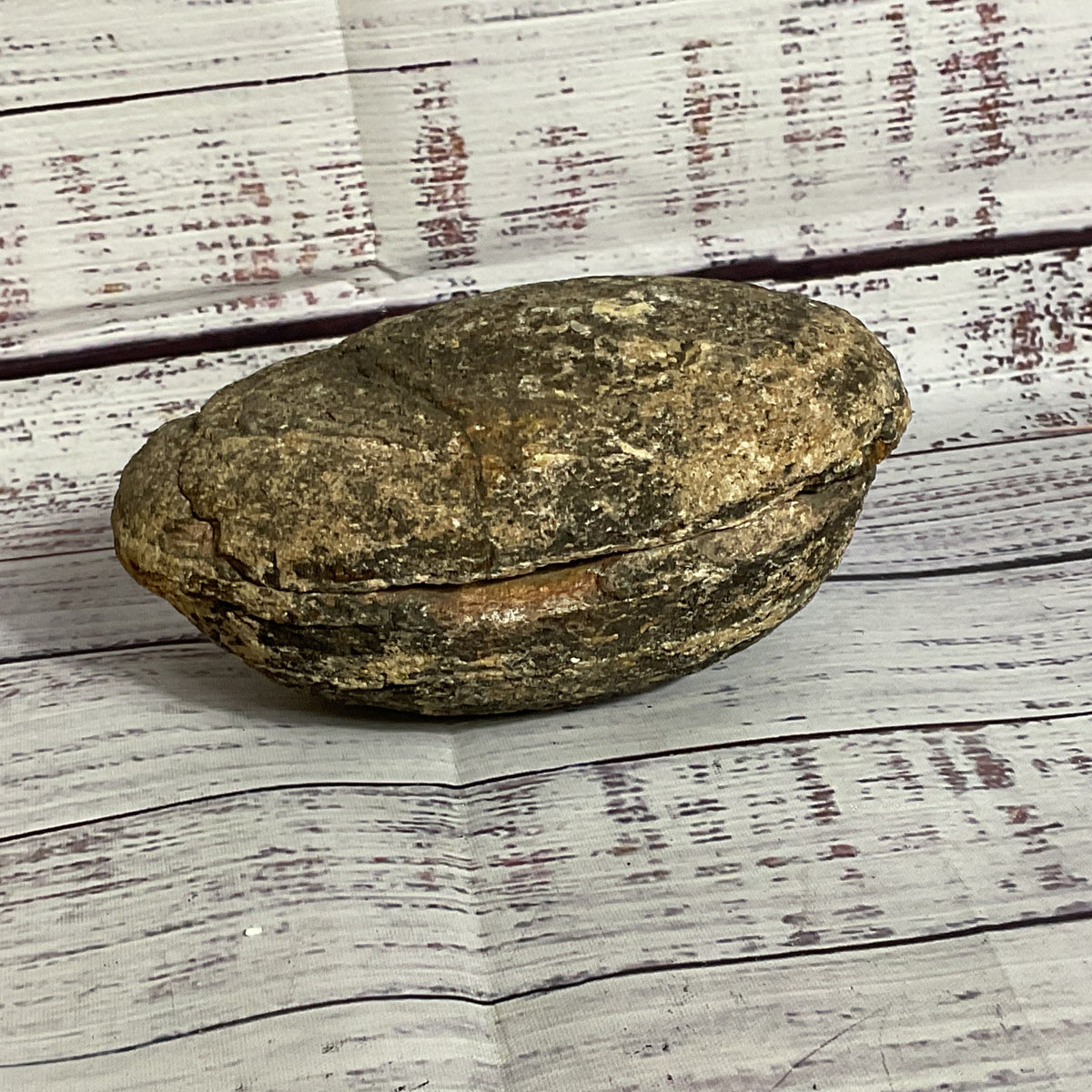 VTG./ANTIQUE Trilobite Fossil Rock- 3.5" x 5"