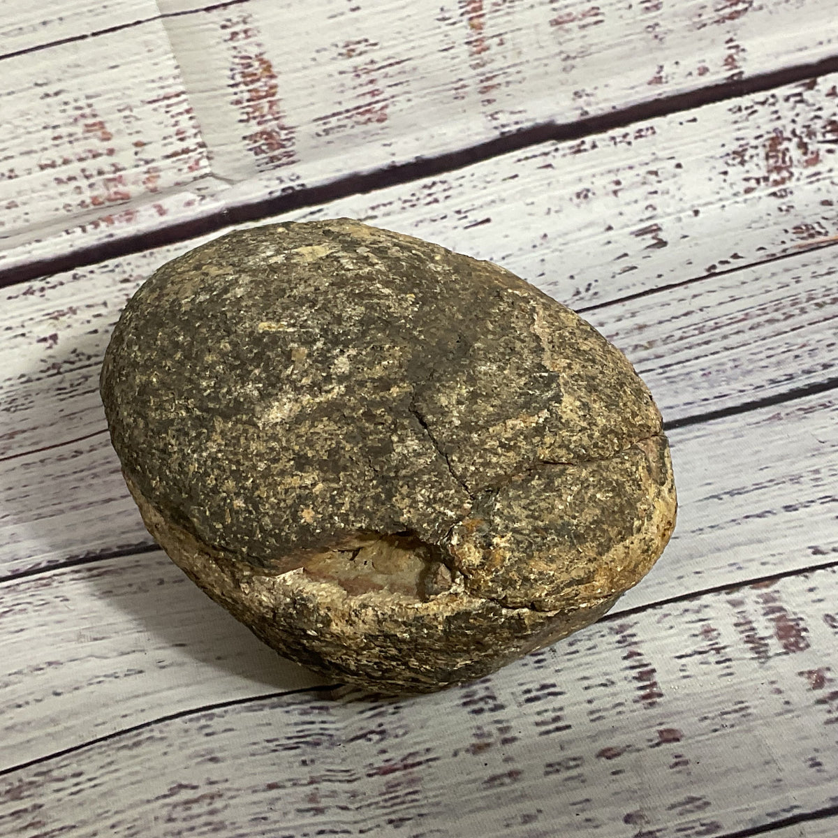 VTG./ANTIQUE Trilobite Fossil Rock- 3.5" x 5"