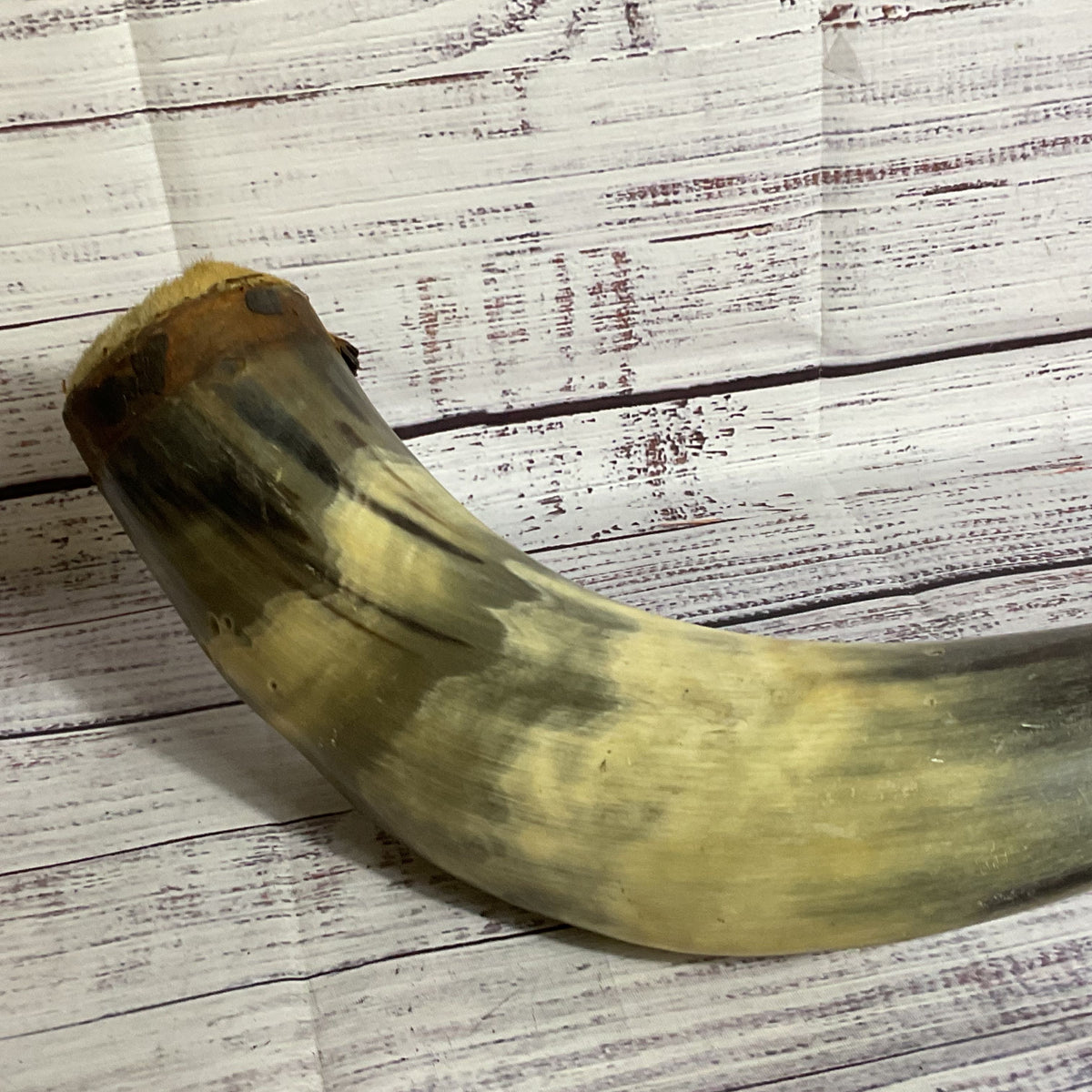 VTG./ANTIQUE Powder Horn 17"- MISSING STRAP