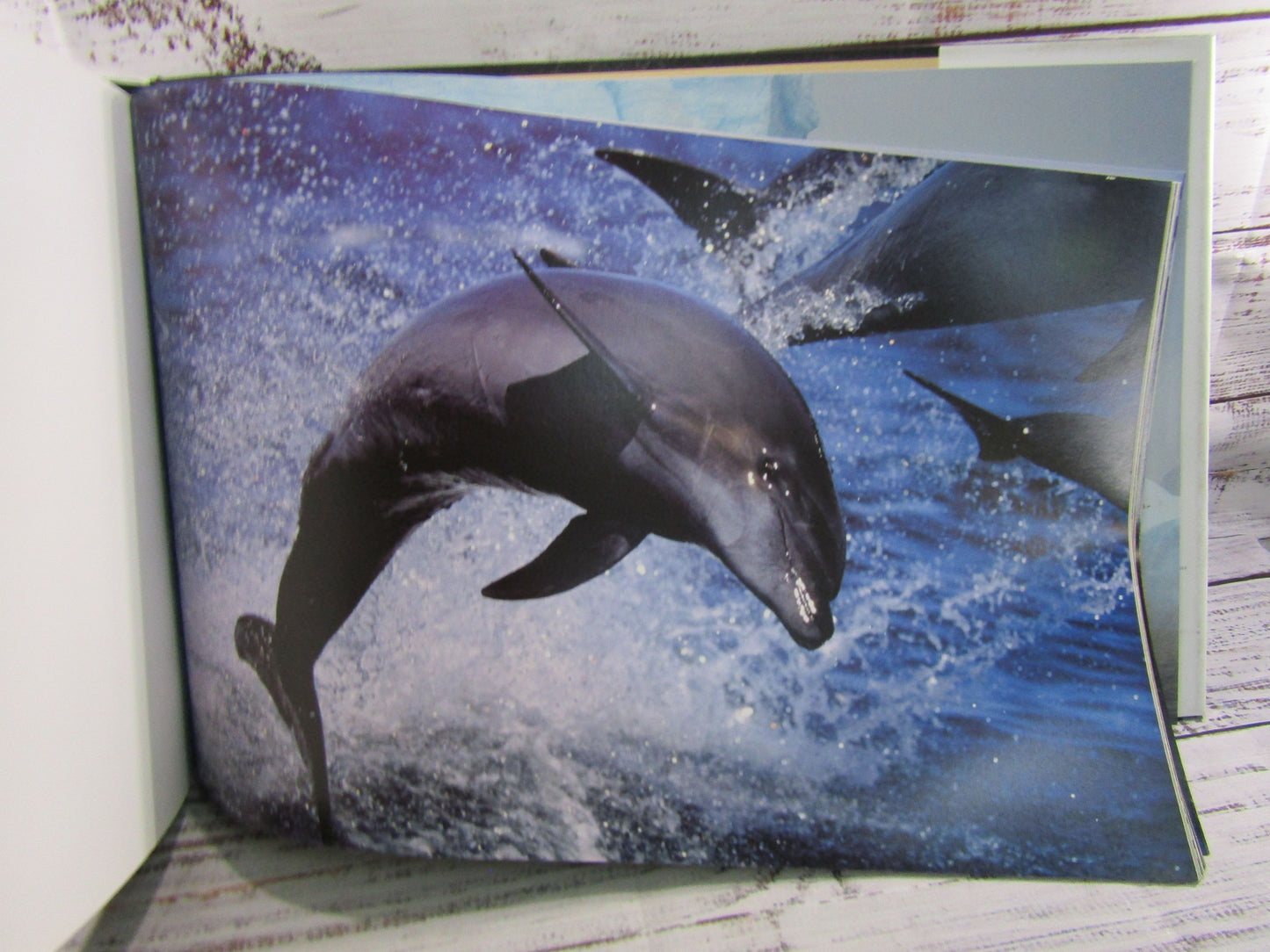 The Last Great Wild Places 40 Years of Wildlife Photography Thomas D. Mangelsen