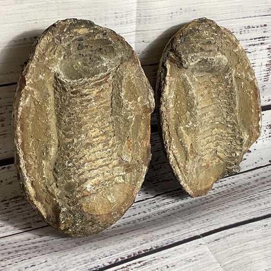 VTG./ANTIQUE Trilobite Fossil Rock- 3.5" x 5"