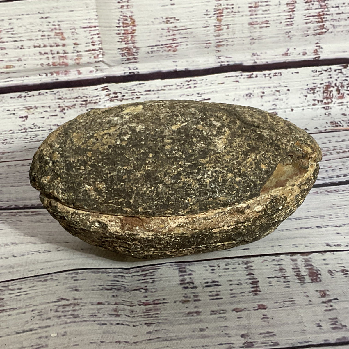 VTG./ANTIQUE Trilobite Fossil Rock- 3.5" x 5"