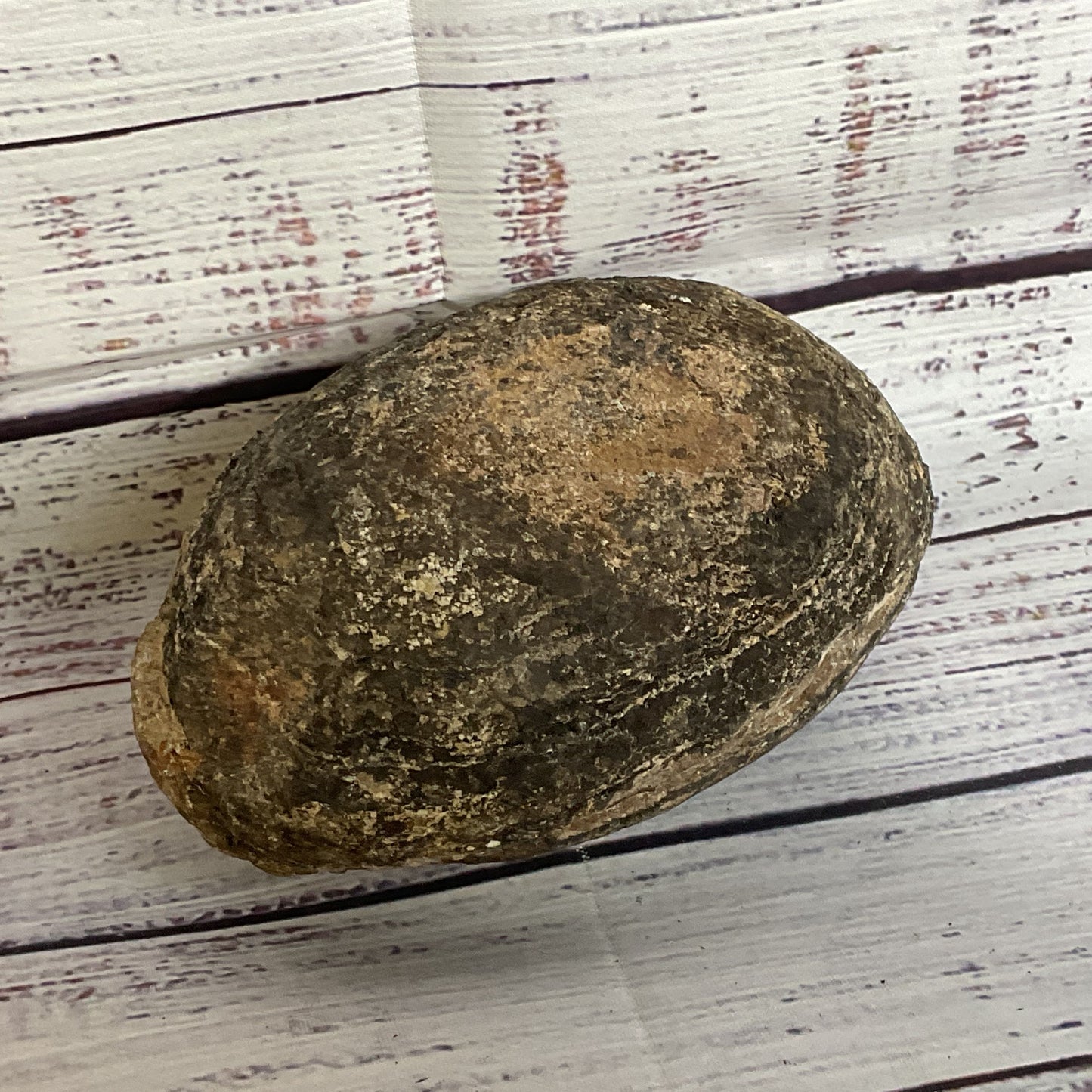 VTG./ANTIQUE Trilobite Fossil Rock- 3.5" x 5"