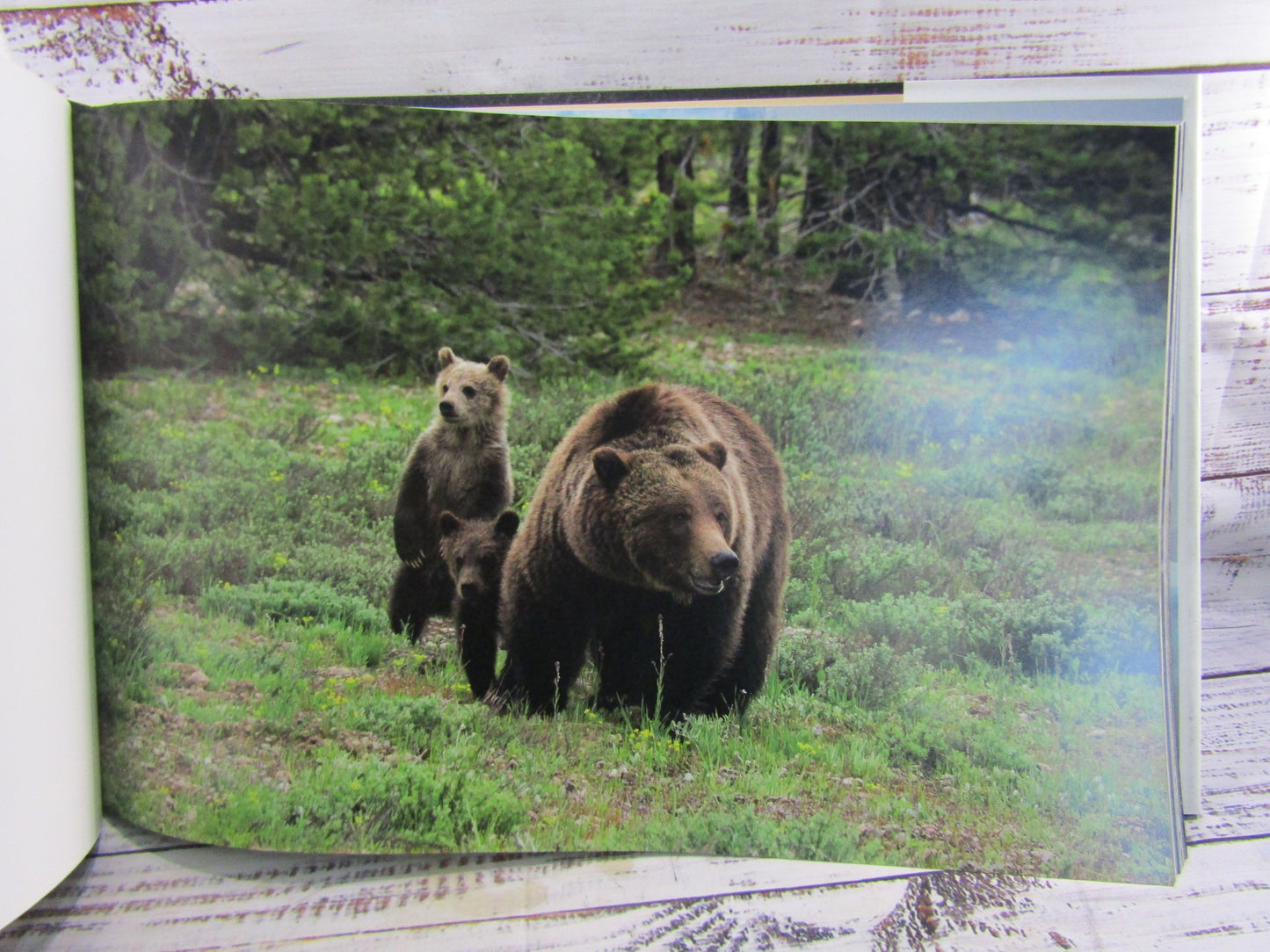 The Last Great Wild Places 40 Years of Wildlife Photography Thomas D. Mangelsen