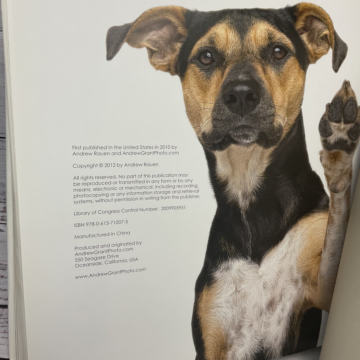 Rover Bow Wow Edition Hardcover Book By Andrew Grant 2012 Dog Portraits