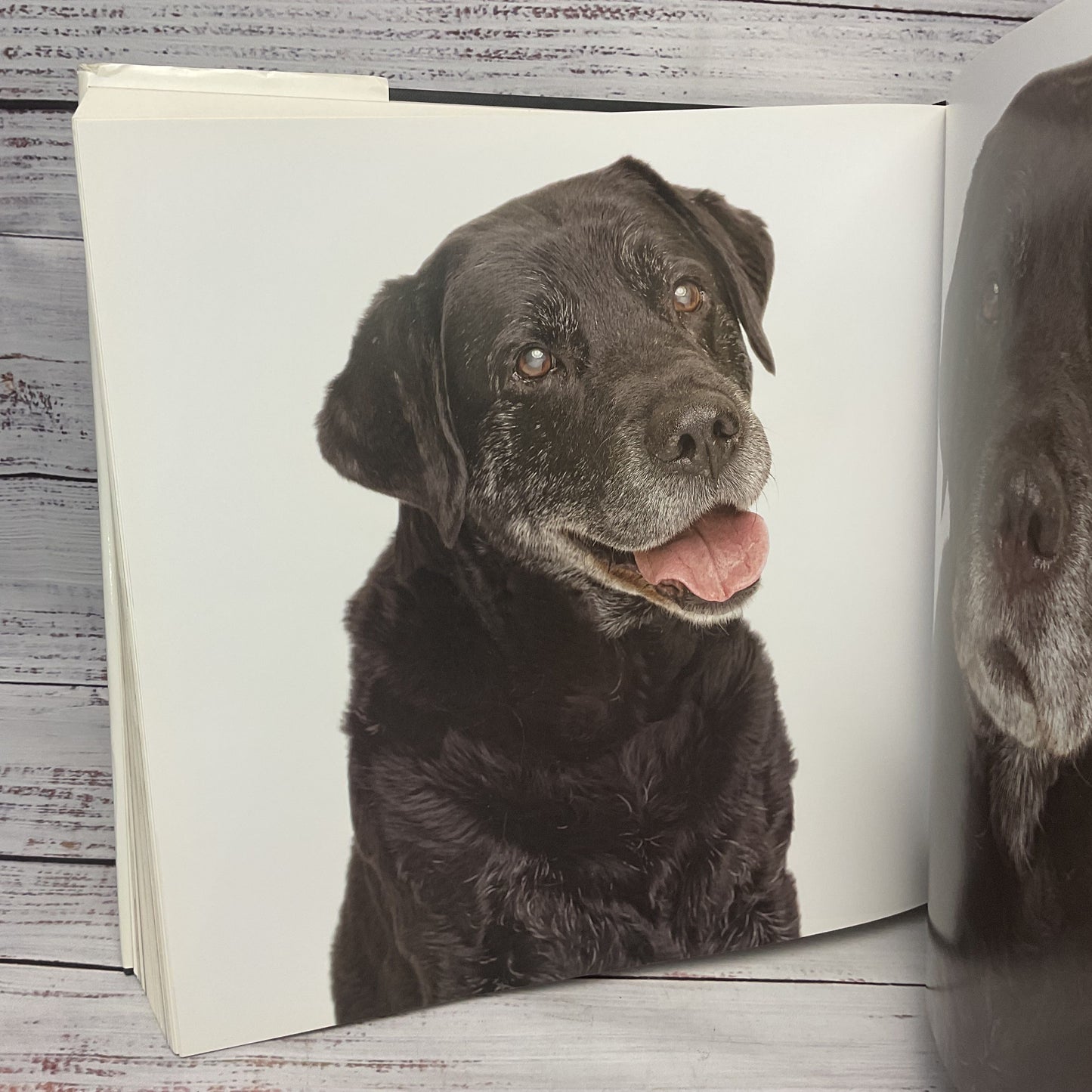 Rover Bow Wow Edition Hardcover Book By Andrew Grant 2012 Dog Portraits